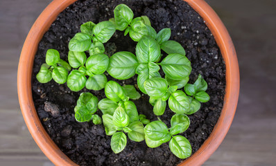 Young basil in a ceramic terracotta pot