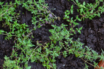 Young thyme