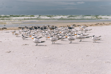 Sea Gulls on a beach