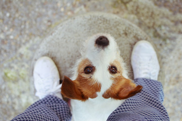 PORTRAIT CUTE DOG BETWEEN OWNER LEGS LOOKING UP