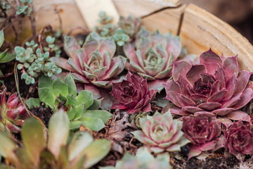 Selective focus of colorful succulents in ceramic flowerpot