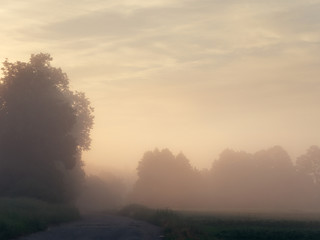 Fototapeta na wymiar fog over country road at sunrise in summer