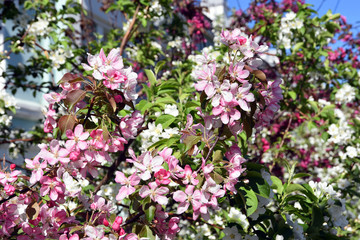 Blooming cherry tree, blue sky background.	