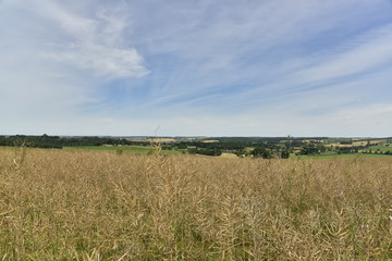 Champ d'orge au sommet d'une colline près du bourg de Vendoire au Périgord vert 