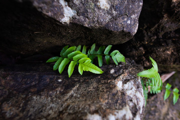 Green leaves in the rocks