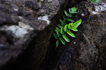 Green leaves in the rocks