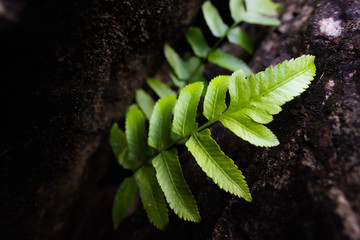 Green leaves in the rocks