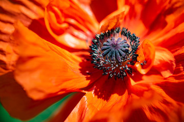 Poppies bright orange poppies, Macro photographed, a flower of opiates 