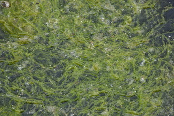 slime
