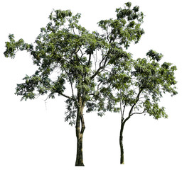 Tree isolated on white background. Suitable for use in architectural design or Decoration work.