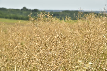 Epis de blé entremêlés sur une colline près de Vendoire au Périgord Vert