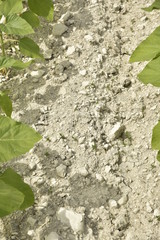 Terrain rocailleux entre les rangées de jeunes pousses de maïs sur l'une des collines de Vendoire au Périgord Vert