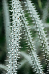 Close up view of green cacti leaves with sharp needles