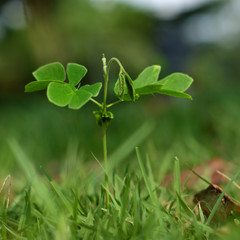 Obraz premium green tree sprout closeup with grass background