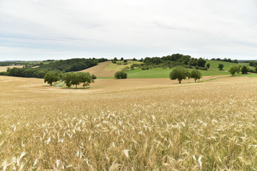 Vastes champs de blés avec quelques arbres le long d'une route qui le traverse au Périgord Vert