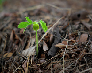 green tree sprout closeup with grass background