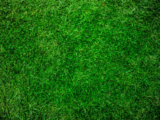 Fresh natural green grass growth on beautiful soccer park land outdoor in spring season for textured background