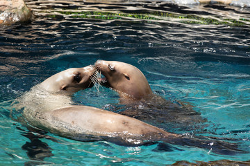 Pair of Steller Sea Lions swimming