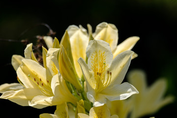 Obraz premium Rhododendron aureum. Blooming yellow flowers on black background in the spring garden in May