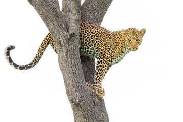 Junge Leopardin in einer Akazie © Dr. Gerd-Uwe Neukamp