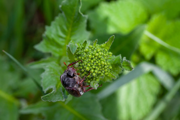 Ein Maikäfer klettert auf einer Knospe nach oben