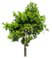 Tree isolated on white background. Suitable for use in architectural design or Decoration work.