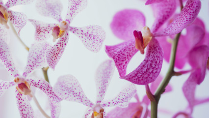 Obraz na płótnie Canvas violet pink orchid in soft focus style for romantic, wedding, spa concept and floral concept background