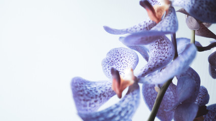 violet pink orchid in soft focus style for romantic, wedding, spa concept and floral concept background