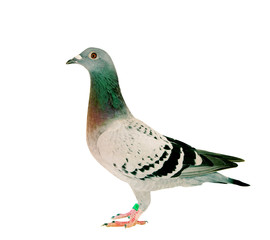 Fototapeta na wymiar full body of speed racing pigeon bird standing isolate white background