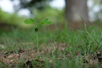 green tree sprout closeup with grass background