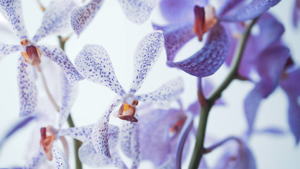 violet pink orchid in soft focus style for romantic, wedding, spa concept and floral concept background