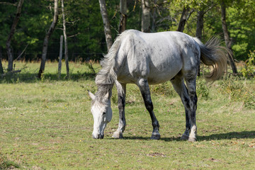 Horse and nature