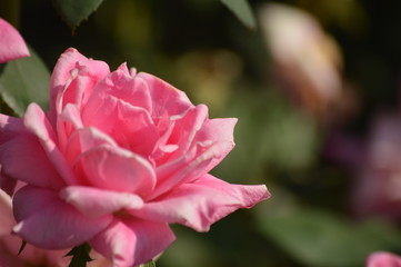 Thomasville rose garden 0195