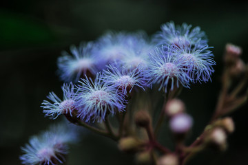 close up view of blue wildflowers on blurred background