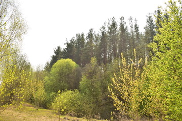 Landscape of trees in the forest
