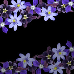 Beautiful floral background of liverwort, aquilegia and clematis. Isolated
