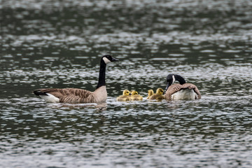 Canada Goose (Branta canadensis)