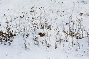 Winter glade with snow