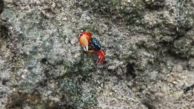 Colorful fiddler crab walking and finding for food on soil land., Lockdown.