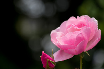 バラの花　千葉県八千代市