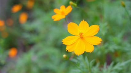 Colorful cosmos flower growing and blooming in the garden