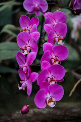 close up view of purple bright orchid flowers with big petals