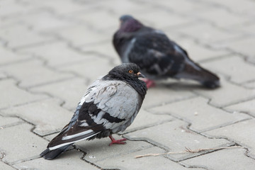 gray and black calm dove pigeon goes along the pavement