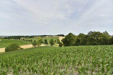 Fototapeta na wymiar Jeunes pousses de maïs sur une colline dominant la campagne de Vendoire au Périgord Vert