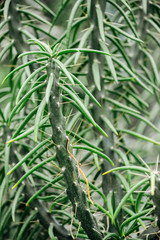 Fototapeta premium Close up view of sharp green exotic cacti leaves