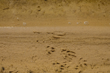 Imprints on the sand trail of wild animals. Clean water and sandy bottom of Lake Svityaz in Ukraine. Copy space.