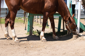 Obraz premium arabian breed horse, young stallion on trackrace