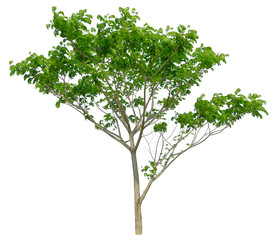 Fototapeta premium Beautiful tree isolated on white background. Suitable for use in architectural design or Decoration work. Used with natural articles both on print and website.