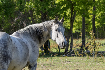 Horse and nature