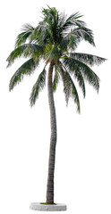 Beautiful coconut tree isolated on white background. Suitable for use in architectural design or Decoration work. Used with natural articles both on print and website.